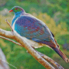 Kereru Bird On A Branch Diamond Painting