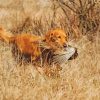 Pheasant Hunting Brown Dog Diamond Paintings