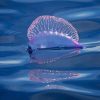 Portuguese Man Of War Diamond Paintings