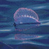 Portuguese Man Of War Diamond Paintings