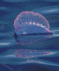 Portuguese Man Of War Diamond Paintings