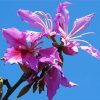 Purple Bauhinia Variegata Diamond Painting