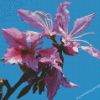 Purple Bauhinia Variegata Diamond Painting