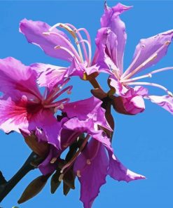 Purple Bauhinia Variegata Diamond Painting