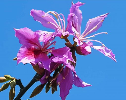 Purple Bauhinia Variegata Diamond Painting