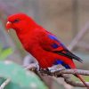 Red Lory Bird On Branch Diamond Painting