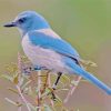 Scrub Jay Bird Diamond Painting