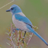 Scrub Jay Bird Diamond Painting