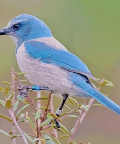 Scrub Jay Bird Diamond Painting