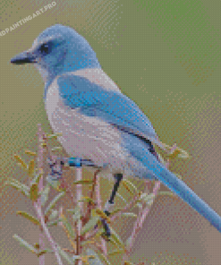 Scrub Jay Bird Diamond Painting