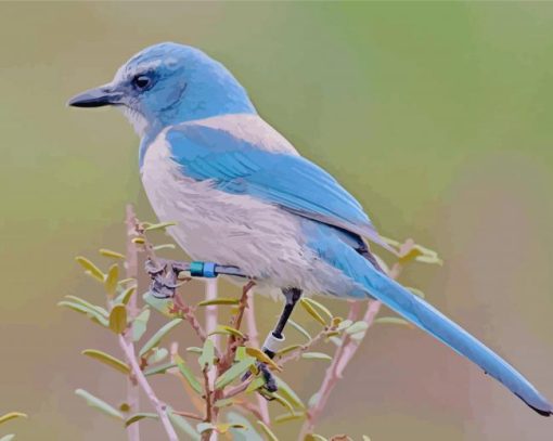 Scrub Jay Bird Diamond Painting