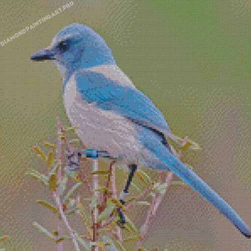 Scrub Jay Bird Diamond Painting