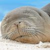 Sleepy Monk Seal Diamond Painting