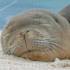 Sleepy Monk Seal Diamond Painting