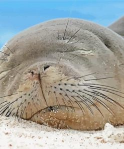 Sleepy Monk Seal Diamond Painting