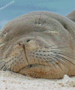 Sleepy Monk Seal Diamond Painting