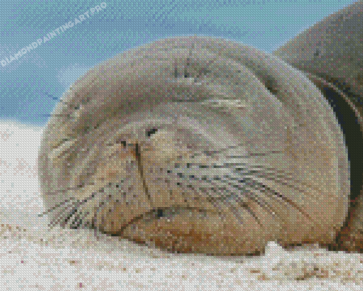 Sleepy Monk Seal Diamond Painting