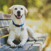 White Dog On Bench Diamond Painting