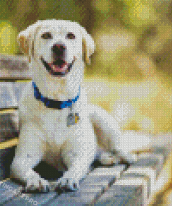 White Dog On Bench Diamond Painting