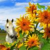 White Horse With Sunflowers Diamond Paintings