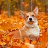 Aesthetic Dog In Autumn Diamond Painting