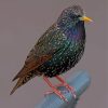 Aesthetic Starling Diamond Painting