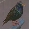 Aesthetic Starling Diamond Painting