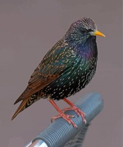 Aesthetic Starling Diamond Painting