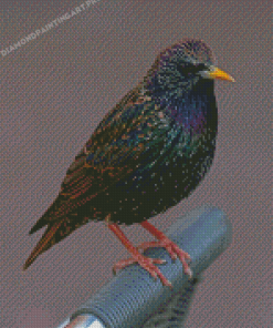 Aesthetic Starling Diamond Painting