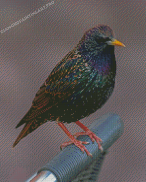 Aesthetic Starling Diamond Painting