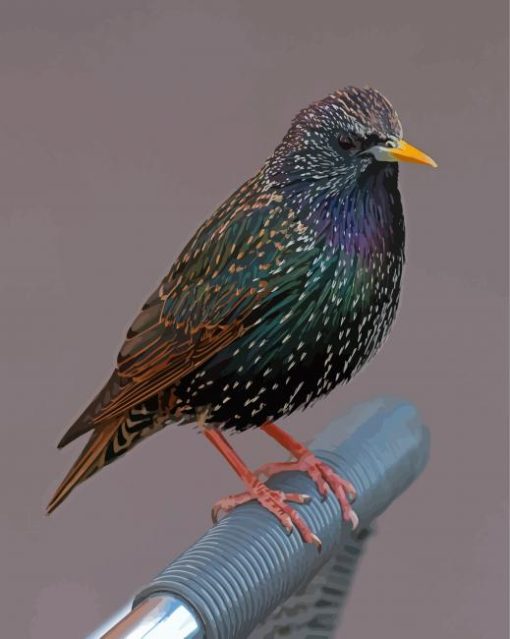 Aesthetic Starling Diamond Painting