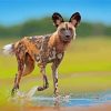 African Hunting Dog Diamond Painting