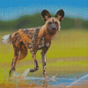 African Hunting Dog Diamond Painting