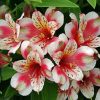 Alstroemeria Diamond Painting