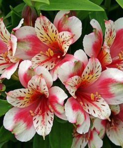 Alstroemeria Diamond Painting