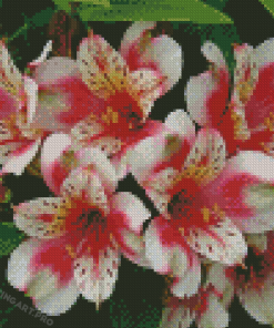 Alstroemeria Diamond Painting