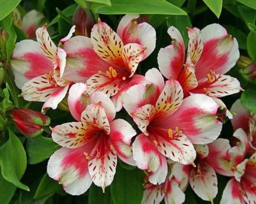 Alstroemeria Diamond Painting