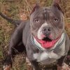 American Bully Diamond Painting