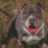 American Bully Diamond Painting