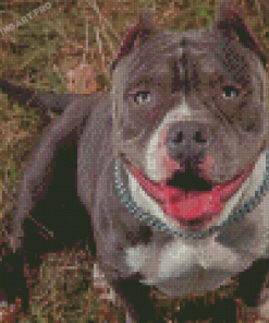 American Bully Diamond Painting