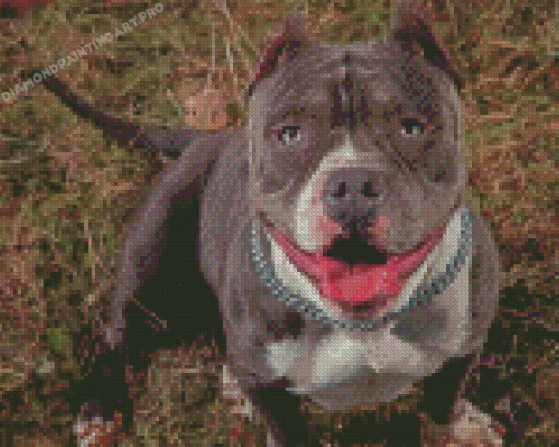 American Bully Diamond Painting