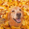 Autumn Golden Retriever Diamond Painting