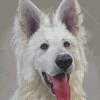 Berger Blanc Suisse Diamond Painting