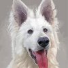 Berger Blanc Suisse Diamond Painting