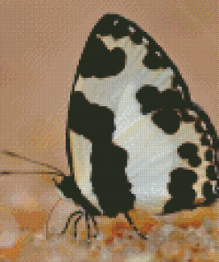 Black And White Butterfly Insect Diamond Painting