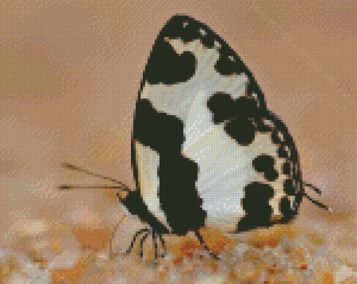 Black And White Butterfly Insect Diamond Painting