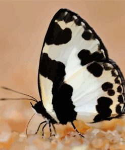 Black And White Butterfly Insect Diamond Painting