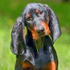 Black And Tan Coonhound Diamond Painting