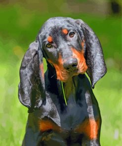 Black And Tan Coonhound Diamond Painting