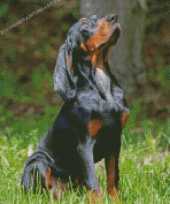 Black And Tan Coonhound Dog Diamond Painting